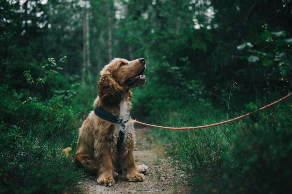 glamping_dogs